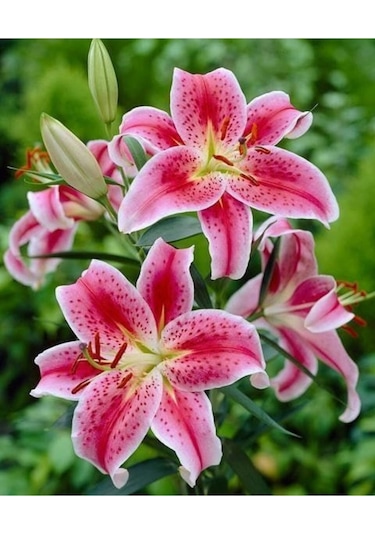 2 Adet Benekli Kokulu Lilyum Zambak Çiçek Soğanı