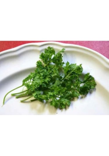 Nadir Ithal Kıvırcık Crinkled Tere Tohumu Ekim Seti 50 Tohum Saksı Toprak Kombin