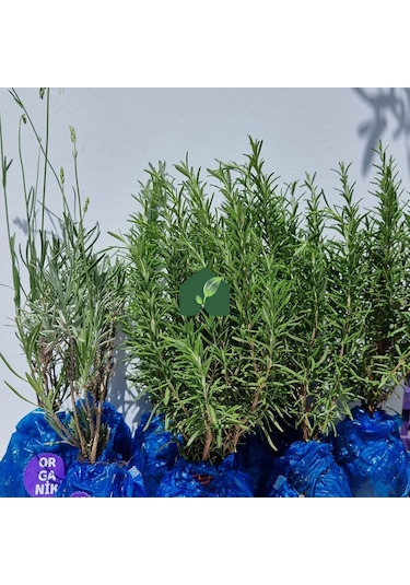 Eget Organik  Biberiye 6 Adet ve Organik Lavanta Fidesi 6 Adet