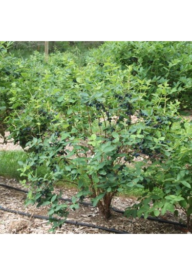 Arbutus Unedo - Balyemiş Fidanı Bahçeye Özel Meyveli Bitki 2 Yaş