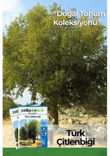 10 Adet Türk Çitlenbiği Ağaç Tohumu