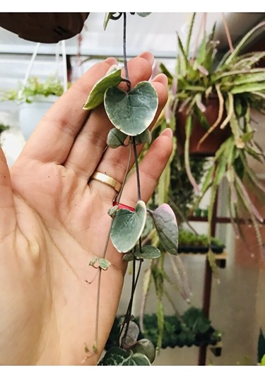 Ceropegia Woodi Pembe Askılı Saksıda