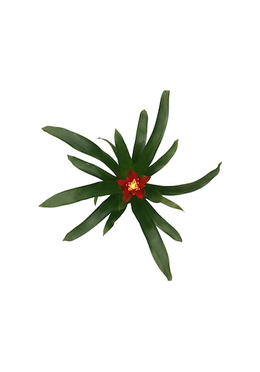 Guzmania Lingulata 'Happyness' (Guzmanya) Ø12 CM Y35-40 CM