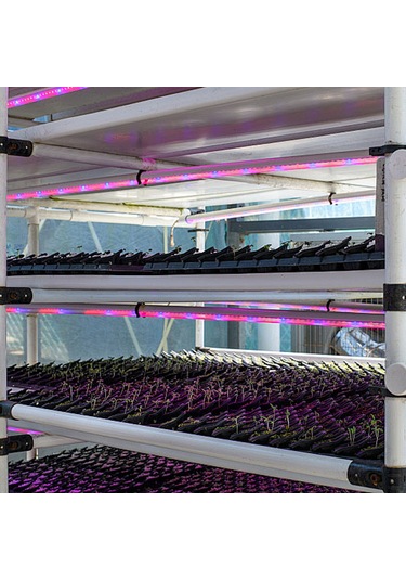 Yaleker Bitkisel Büyüme Led Işık Şeridi: Kırmızı-mavi Spektrum, 4 Aydınlatma Seviyesi, 24 Saat Akıllı Zamanlayıcı 3h/9h/12h , Usb Plug & Play, 50cm, Çoklu Montaj Seçeneği Kırmızı - Mavi