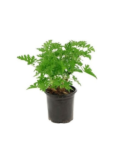 Kekik Nane Itır Üçlü Bitki Seti 3 Lü Set 10-20 Cm Aromatik