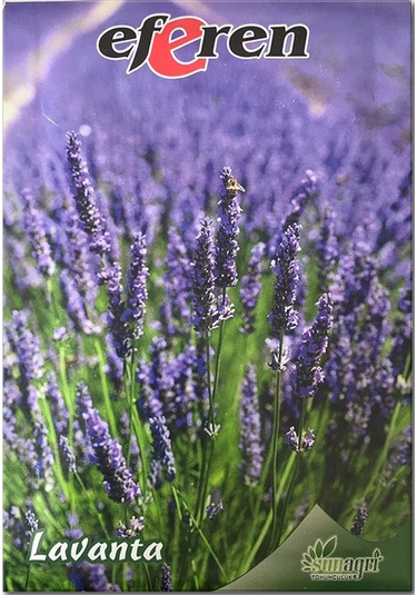 Lavanta Tohumu - Çok Yıllık Aromatik Parfüm Ve Kozmetik Endüstrisi İçin İdeal