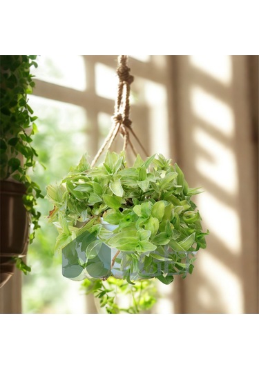 Yeşil Telgraf Çiçeği Tradescantia Fluminensis