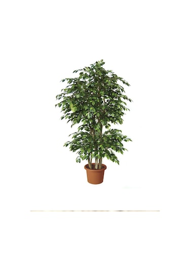Yeşil Benjamin Ağacı Fidanı 20cm-40cm