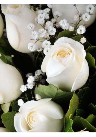 Venilia Oto Kokusu Beyaz Gül 8 ML