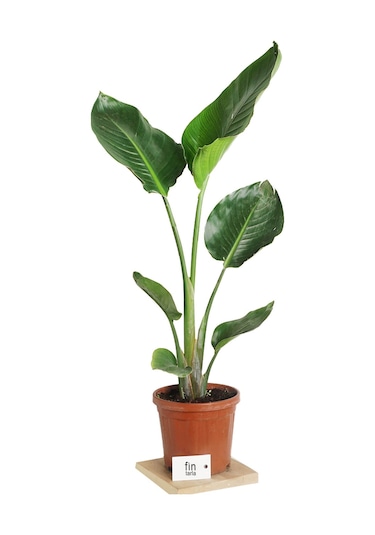 Strelitzia Starliçe 90-120 Cm Boyunda Tek Gövdeli Salon Bitkisi İç Mekan Bitkisi