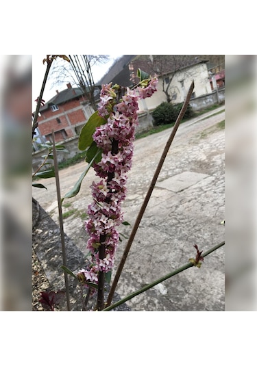 Kafkas Gülü Daphne Kokulu 40-60 Cm