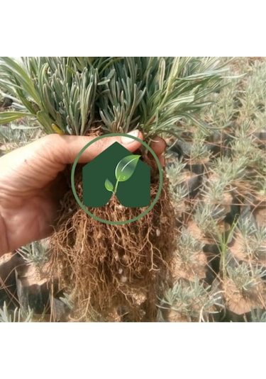 EGET Organik Lavanta Fidesi-6 Adet