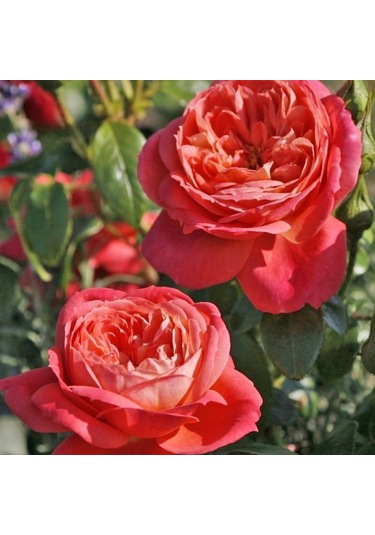 Tüplü Yediveren Quen Of Hearths Kokulu Gül Fidanı