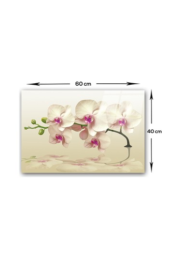 Decorita Krem Orkide | Cam Ocak Arkası Koruyucu | 40cm x 60cm