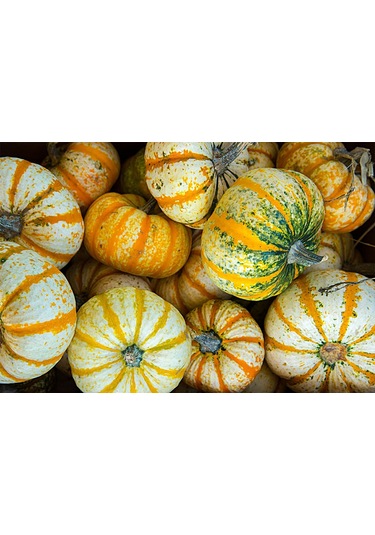 Minyatür Tiger Süs Kabağı Tohumu