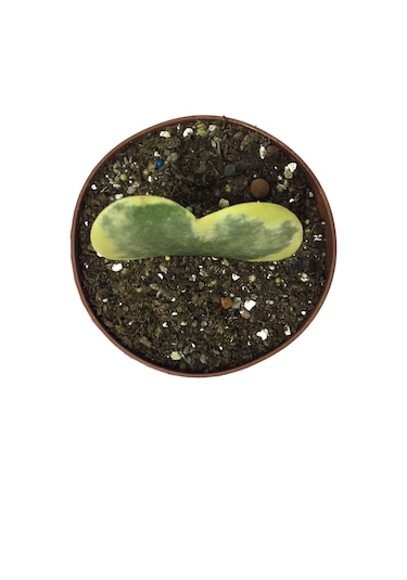 Hoya Kerrii 'Variegata' (Mum Çiçeği) Ø5,5 CM Y0-10 CM