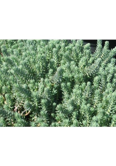 Sedum Reflexum 45 Adet - Teraryum İçin Sukulent Bitki