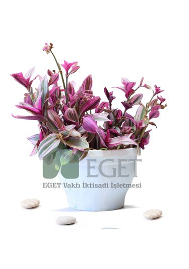 Pembe Telgraf Çiçeği Tradescantia Nanouk 2lt