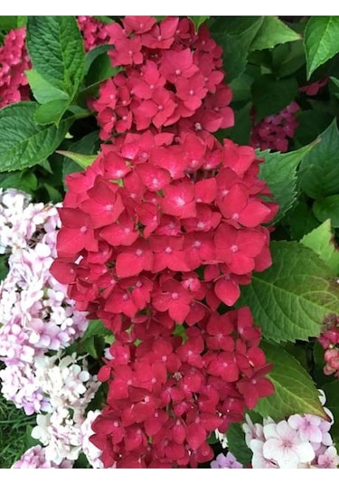 4 Adet Kırmızı,pembe,mor,beyaz Ortanca Çiçeği Fidanı 20-35 Cm Tüplü Çiçekli Bodur Hydrangea
