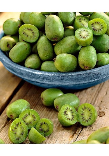 Bahçevilya Mini Kivi Fidanı 1-2 Yaş Arası Tüplü