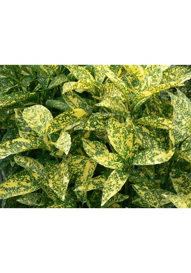 Japon Defnesi Fidanı, Bahçenize Renk Ve Şıklık Katın"2 Yaş Tüplü