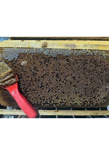 Kazdağı Perga Arı Ekmeği 100G