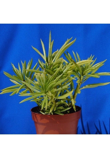 Senekio Barbertonicus Himalaya - 5 Adet Sukulent - Teraryum