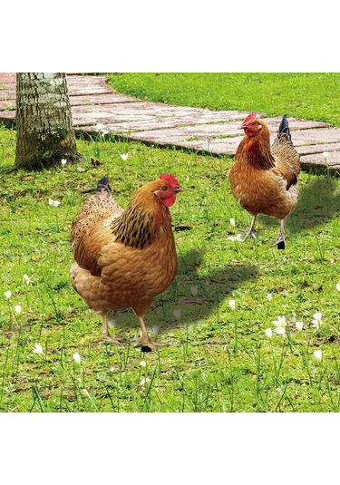 Suofeng Bahçe Dekorasyonu Piliç Şekilli Akrilik Toprak Takımı - Dış Mekan Bahçe Zemin Süs Yklu076