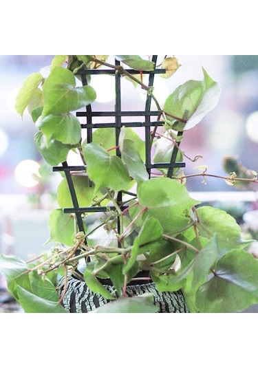 Neevoyu Bitki Tırmanma İçin 5'li Yığılabilir Bahçe Korkuluğu İç-şehir Bitki Tutucu Sistemi
