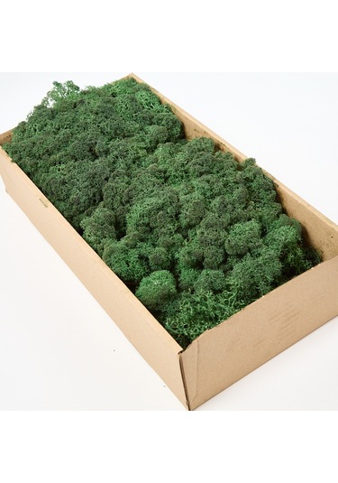 Trend Bahçe Dark Green Şoklanmış Reindermoss Teraryum Yosunu 50 G