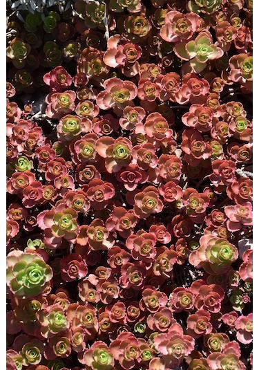 Kırmızı Sedum 15 Adet - Yer Örtücü Çok Yıllık Bitki