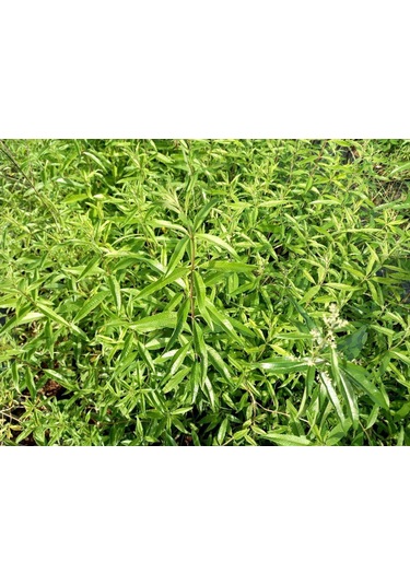 Melisa Çiçeği Fidanı 3 Adet - Cestrum Nocturnum N11.527