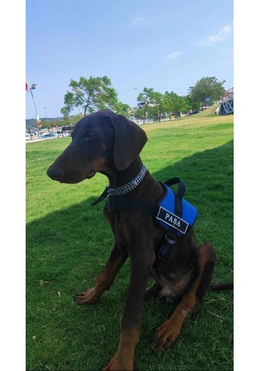 Kişiye Özel, Isimli K9 Köpek Tasması, Göğüs Tasması Mavi