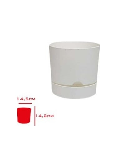 Polıwork Saksı Begonya 15 Cm Beyaz