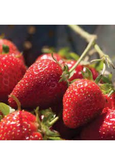 Rüzgarbotanik Elan Çilek Fidesi 30Adet