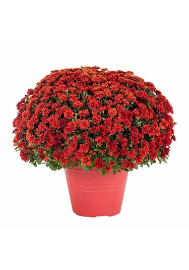 Kırmızı Kasımpatı Çiçeği