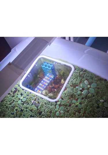 Pureysma Akvaryum Balık Besleme Halkası - 15x15 Cm Yüzen Kare Yemleme Alan