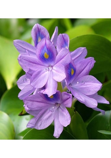 Su Sümbülü Su Üstü Bitkisi Çiçek Açmamış 1 Adet