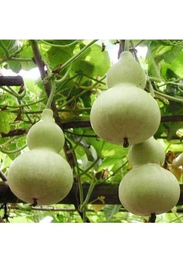 Su Kabağı Tohumu Nadir Su Kabağı Tohumu 15 Tohum + Tohum