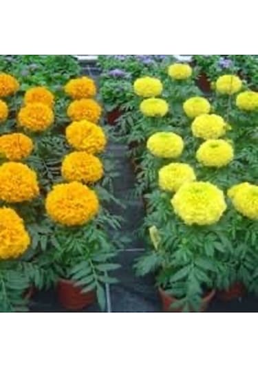 Kadife Çicegi Fidesi 15-30cm Dikime Hazir Sari Ve Turuncu