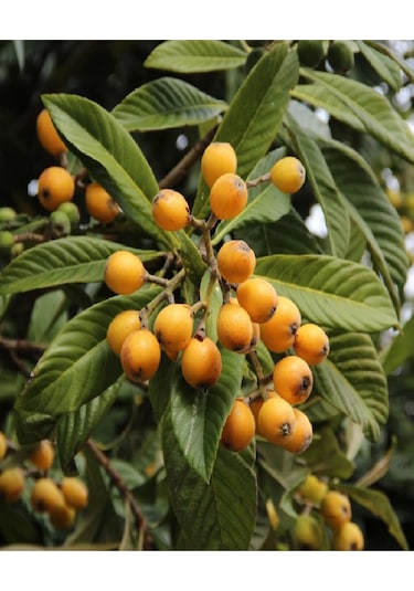 Tüplü Yenidünya  Malta Eriği Fidanı 3 Yaş