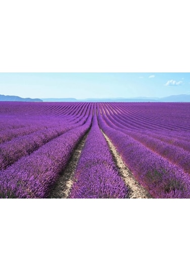 Arzuman Lavanta Çiçeği Tohumu 100 Adet