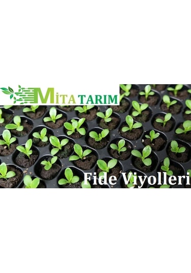 Fide Viyol 10 Adet, 50 Gözlü, Fide Viyolleri, Fide Viyolü (307010780)