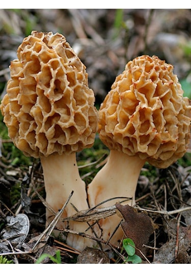 Kuzu Göbeği Mantarı Tohumu 200 Gr