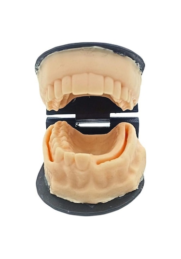 Barışhan Medikal Silikon Çene Diş Dikiş Modeli Ortodontik Alt Üst Çene Periodontal Sütür Eğitim Modeli-6