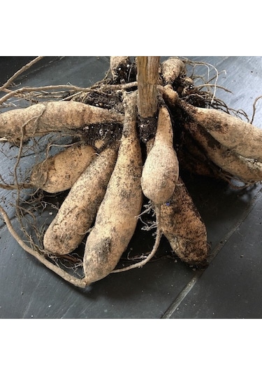 Dev Çiçekli Myrtle's Folly Dahlia Yıldız Çiçeği Yumrusu 1 Adet