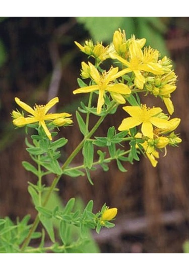 Mengü Şifa Doğal Aloe Vera + Kantaron Kremi 50 ML