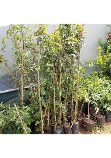 Tüplü Yediveren Aşılı Koyu Pembe Sarmaşık Gül Fidanı