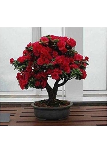 Bonsai Kırmızı Gül Ağacı Tohumu Ekim Seti 5 Adet Tohum + Saksı + Toprak Hediye Tohum