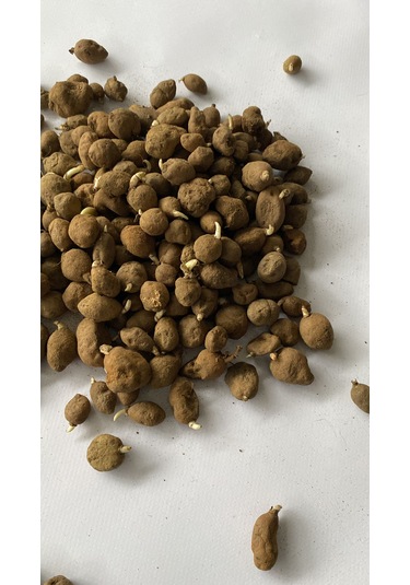 Salep Fidesi Serapies